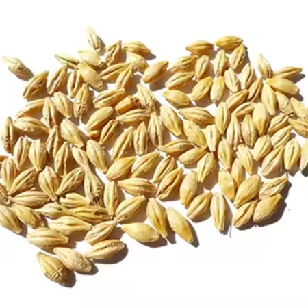 Canadian Barley /lb